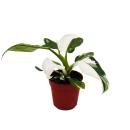 Philodendron White Princess - white-green tree friend - 12cm pot
