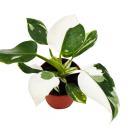 Philodendron White Princess - ami des arbres blanc-vert - pot 12cm