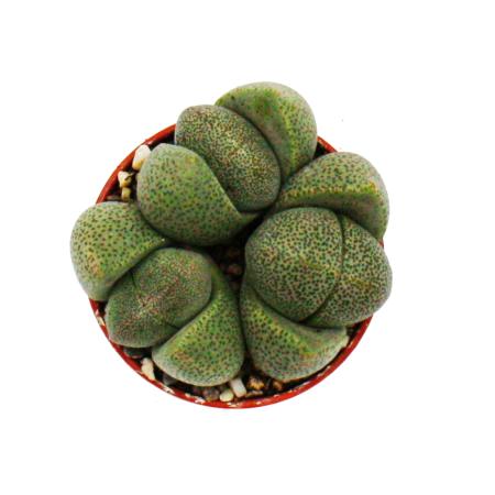 Exotenherz - lithops - pierre vivante - en pot de 5,5cm