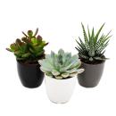 Set of 3 succulents in a planter - black white gray -...