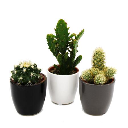 Set of 3 cacti in a planter - black white gray - approx. 7-10cm high