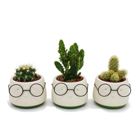 Ensemble de 3 cactus dans une jardinière - avec un visage et des lunettes - environ 7-10 cm de haut