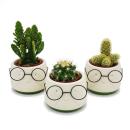 Ensemble de 3 cactus dans une jardinière - avec un visage et des lunettes - environ 7-10 cm de haut