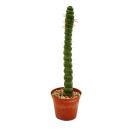 Cactus fantaisie - Eulychnia castanea spiralis -...