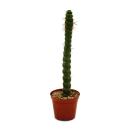 Cactus fantaisie - Eulychnia castanea spiralis -...