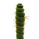 Cactus fantaisie - Eulychnia castanea spiralis - Lescalier en colimaçon épineux - Rareté absolue - Pot de 8,5cm