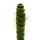 Cactus fantaisie - Eulychnia castanea spiralis - Lescalier en colimaçon épineux - Rareté absolue - Pot de 8,5cm