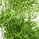 Ornamental asparagus - sickle thorn asparagus - Asparagus falcatus - easy-care green plant - 17cm pot
