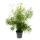 Ornamental asparagus - sickle thorn asparagus - Asparagus falcatus - easy-care green plant - 17cm pot