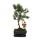 Tranche de pierre de bonsaï - Podocarpus macrophyllus - environ 6 ans
