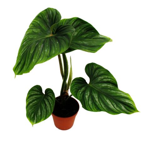 Exotenherz - exotic plants for your home