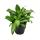 Murdannia loriformis "Bright Star" - niedrig wachsende Zimmerpflanze - 12cm Topf