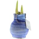 Amaryllis bulb in modern sock "Fashion...