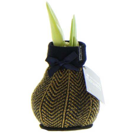 Amaryllis bulb in "Fashion Elegant" winter socks gold pattern