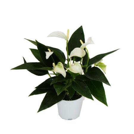 Petite fleur flamant rose - Anthurium andreanum - bébé anthurium - mini plante - pot 7cm - fleurs blanches - White Champion