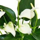 Petite fleur flamant rose - Anthurium andreanum - bébé anthurium - mini plante - pot 7cm - fleurs blanches - White Champion