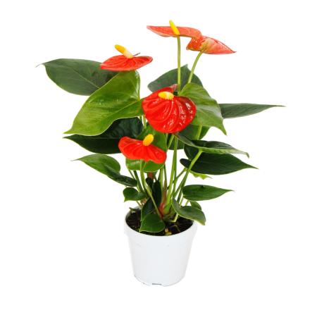 Kleine Flamingoblume - Anthurium andreanum - Baby-Anthurie - Mini-Pflanze - 7cm Topf - orange blühend - Orange Champion