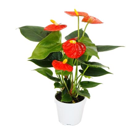 Kleine Flamingoblume Anthurium andreanum Baby-Anthurie Mini-Pflanze 7cm Topf orange blühend Orange Champion