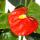 Petite fleur flamant rose - Anthurium andreanum - bébé anthurium - mini plante - pot 7cm - floraison orange - Orange Champion
