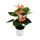 Petite fleur flamant rose - Anthurium andreanum - bébé anthurium - mini plante - pot 7cm - fleurs rose saumon - Spirit