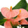 Petite fleur flamant rose - Anthurium andreanum - bébé anthurium - mini plante - pot 7cm - fleurs rose saumon - Spirit