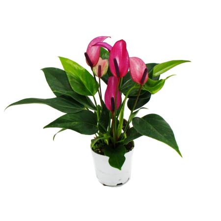 Small flamingo flower - Anthurium andreanum - baby anthurium - mini plant - 7cm pot - small-flowered purple flowers - Zizou