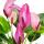 Small flamingo flower - Anthurium andreanum - baby anthurium - mini plant - 7cm pot - small-flowered purple flowers - Zizou