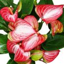 Fleur flamant rose - Anthurium andreanum - Anthurium -...