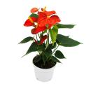 Flamingo flower - Anthurium andreanum - Anthurium - 12cm pot - "Orange Champion"