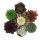 Joubarbe exclusive - Sempervivum - variétés de collection inhabituelles - raretés - 3 plantes chacune dans un pot de 5,5 cm