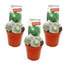 Exclusive houseleek - Sempervivum - unusual collectors...