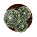 Exclusive houseleek - Sempervivum - unusual collectors variety "Shampoo" - rarity - 3 plants each in a 5.5cm pot