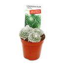 Joubarbe exclusive - Sempervivum - variété de collection inhabituelle "Shampoo" - rareté - 3 plantes chacune dans un pot de 5,5 cm