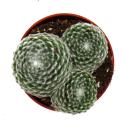 Joubarbe exclusive - Sempervivum - variété de collection inhabituelle "Shampoo" - rareté - 3 plantes chacune dans un pot de 5,5 cm