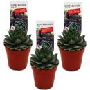 Exclusive houseleek - Sempervivum - unusual collectors...