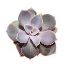 Echeveria - perle de Nuremberg - petite plante en pot de...