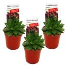 Exclusive houseleek - Sempervivum - unusual collectors...