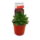Joubarbe exclusive - Sempervivum - variété de collection inhabituelle "Flasher" - rareté - 3 plantes chacune dans un pot de 5,5 cm