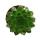 Joubarbe exclusive - Sempervivum - variété de collection inhabituelle "Flasher" - rareté - 3 plantes chacune dans un pot de 5,5 cm