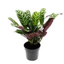 Audible shade plant with great leaf patterns - Ctenanthe...