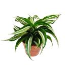 Gewellter Drachenbaum Dracaena deremensis fragrans Curly...