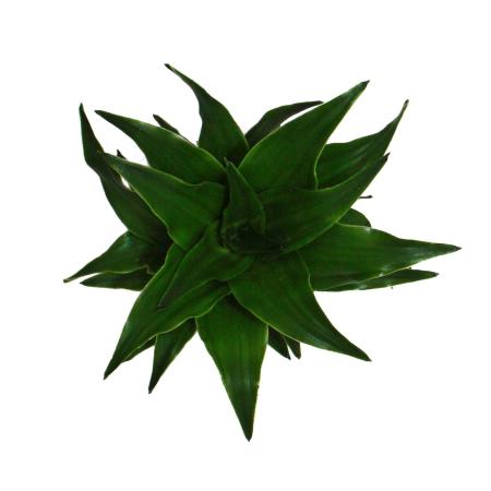 Exotenherz - Mini Spathiphyllum - mini feuille simple - pot 7cm