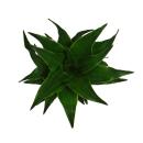 Mini-Plant - Dracaena compacta - Dragon tree -...