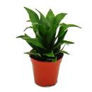 Mini-Pflanze Dracaena compacta Drachenbaum Ideal für...