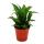 Mini-Plant - Dracaena compacta - Dragon tree - Idéal pour petits bols et bocaux - Baby-Plant en pot de 5,5cm