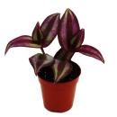 Mini-Pflanze - Tradescantia "Purple" - Dreimasterblume - Wasserhexe - Ideal für kleine Schalen und Gläser - Baby-Plant im 5,5cm Topf