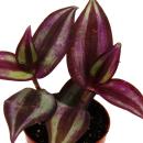 Mini-Pflanze - Tradescantia "Purple" - Dreimasterblume - Wasserhexe - Ideal für kleine Schalen und Gläser - Baby-Plant im 5,5cm Topf