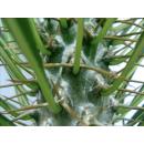 Pachypodium lameri - Véritable palmier de...
