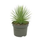 Agave striata var. nana - Stachelsschwein-Agave - 12cm Topf