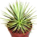 Agave striata var. nana - Stachelsschwein-Agave - 12cm Topf